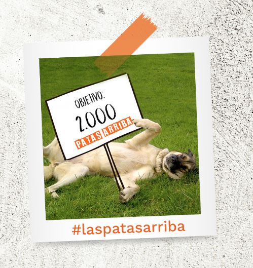 Las Patas Arriba Objetivo 2000 Fotos